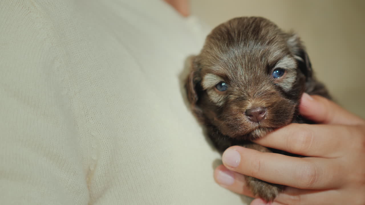 여자는 가슴에 작은 무방비 강아지를 누르십시오