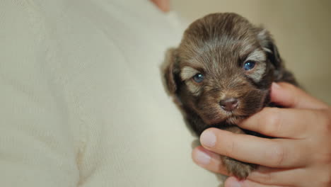 la mujer presiona contra el pecho un pequeño cachorro indefenso