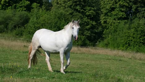 beautiful white horse on a green lawn sunny summer day beautiful white horse on a green lawn sunny summer day slow motion