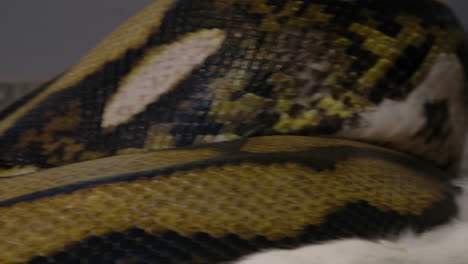 pitón reticulada comiendo un gran mamífero envuelto en un poderoso agarre