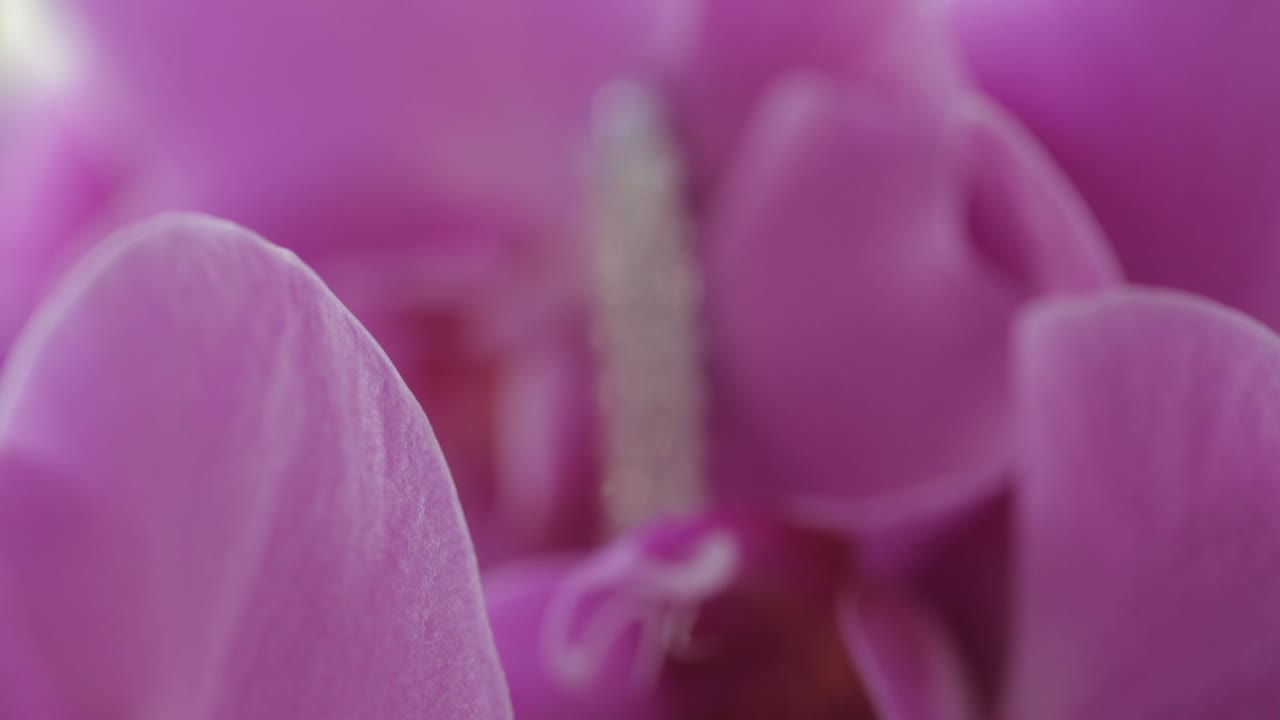 hermosas joyas exhibidas frente a pétalos de rosa - hermosa decoración nupcial