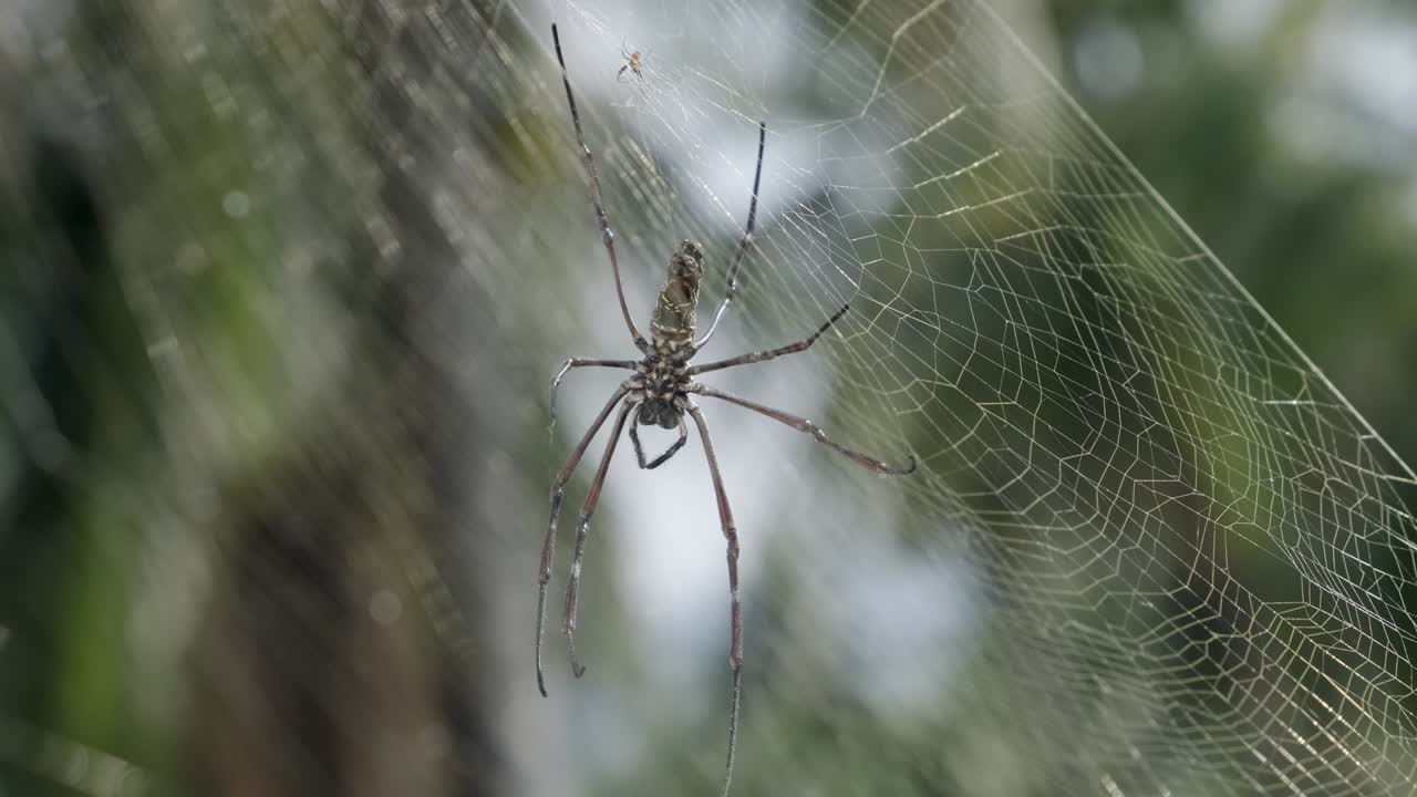araña en la red en la red con fondo verde borroso