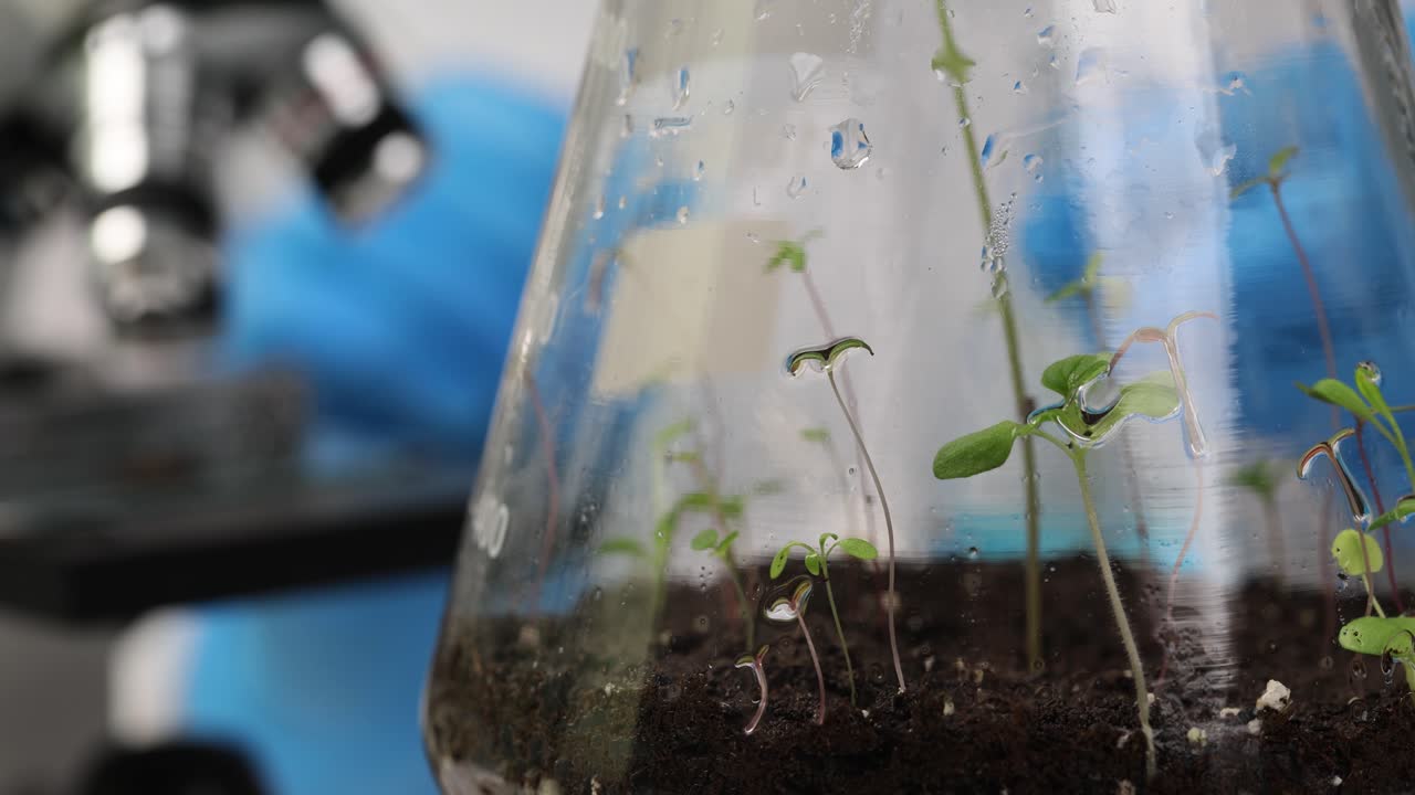 Seedlings Growing in a Flask