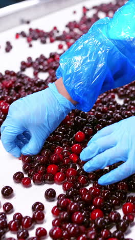 workers control the quality of cherry. cherries in sorting and processing machines vertical video