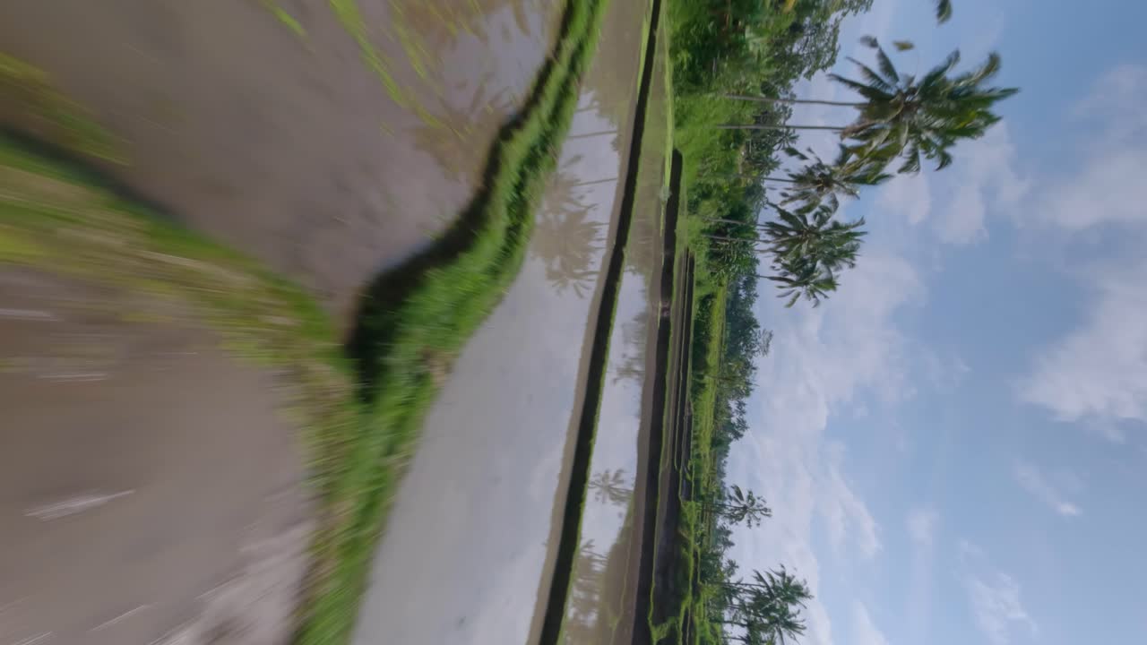 dron fpv vertical rodado rodado sobre los campos de terrazas de arroz llenos de agua en bali