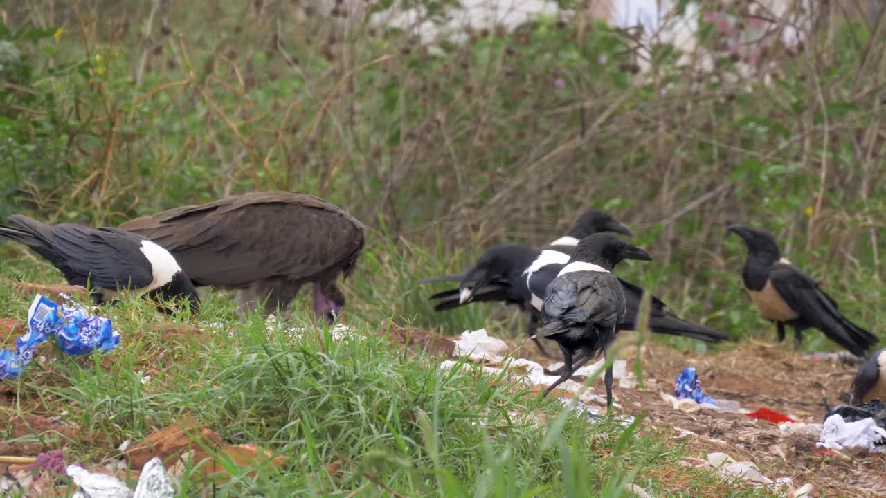 un buitre de lomo blanco y cuervos de cuello blanco recogiendo basura en un montón de basura en áfrica urbana