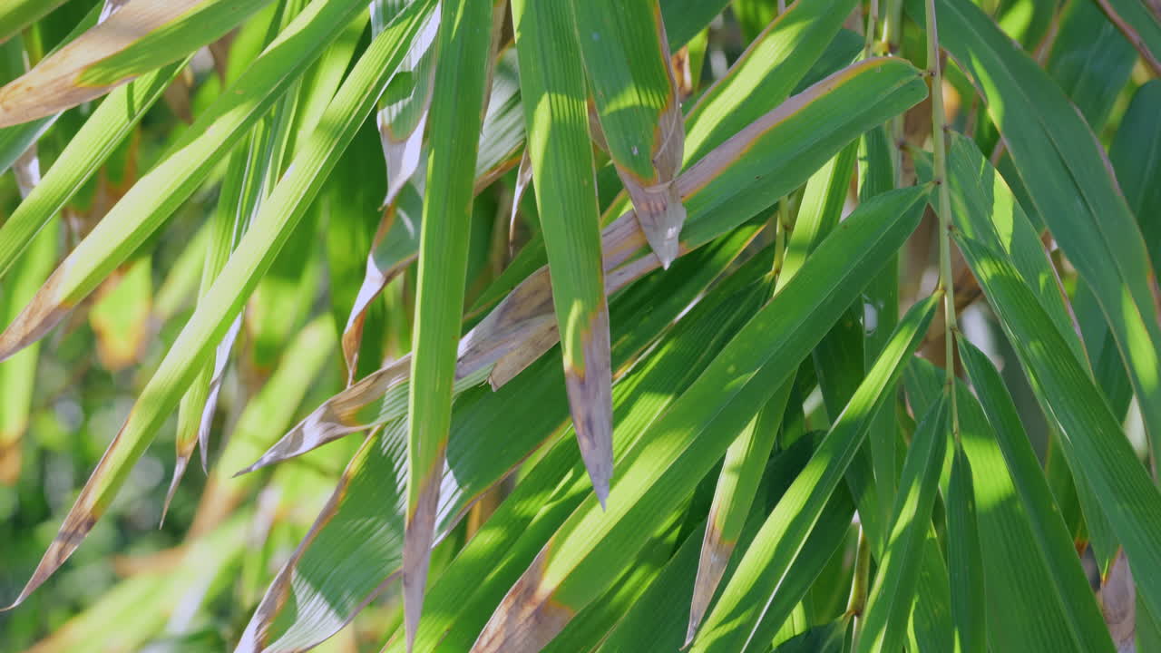 sopladas por la brisa, las hojas del bambú pleioblastus se balancean en el viento.