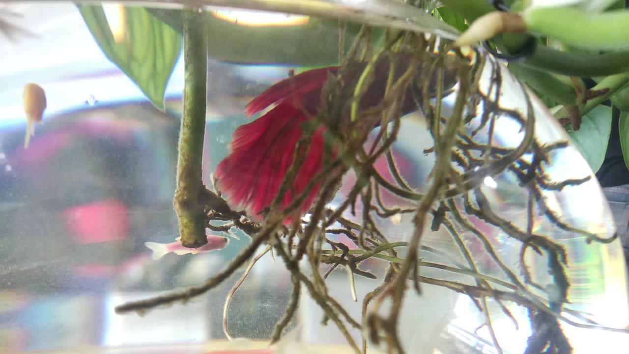 los peces nadan en el pequeño acuario. vídeos 4k