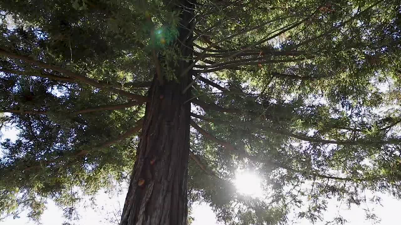This massive tree is looked up upon as the sun finds its way through the thick branches and casts colorful light flares