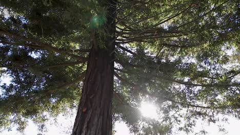 este enorme árbol es admirado mientras el sol encuentra su camino a través de las gruesas ramas y arroja destellos de luz de colores