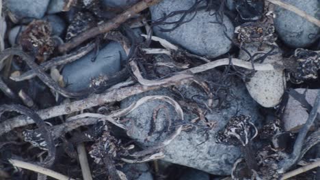 Close-up-shot-of-natural-debris-on-a-pebble-beach-including-sticks-and-dried-seaweed