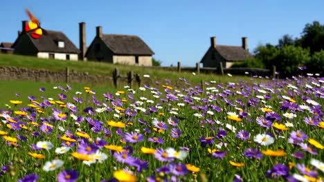 butterfly in a colorful wildflower meadow