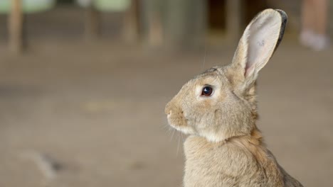 conejo doméstico gris en un rancho de animales