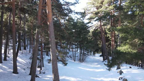 在松树林中,穿过树枝,在白雪的路径上