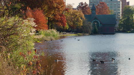 ducks sit on harlem meer in autumn, central park new york city, u