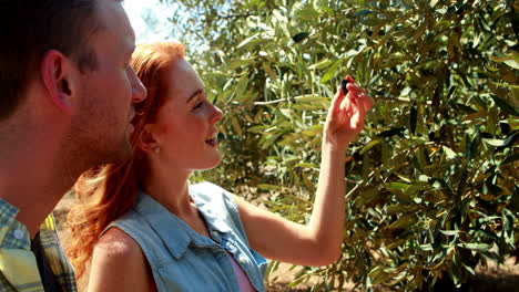 una pareja feliz examinando las aceitunas en la planta 4k