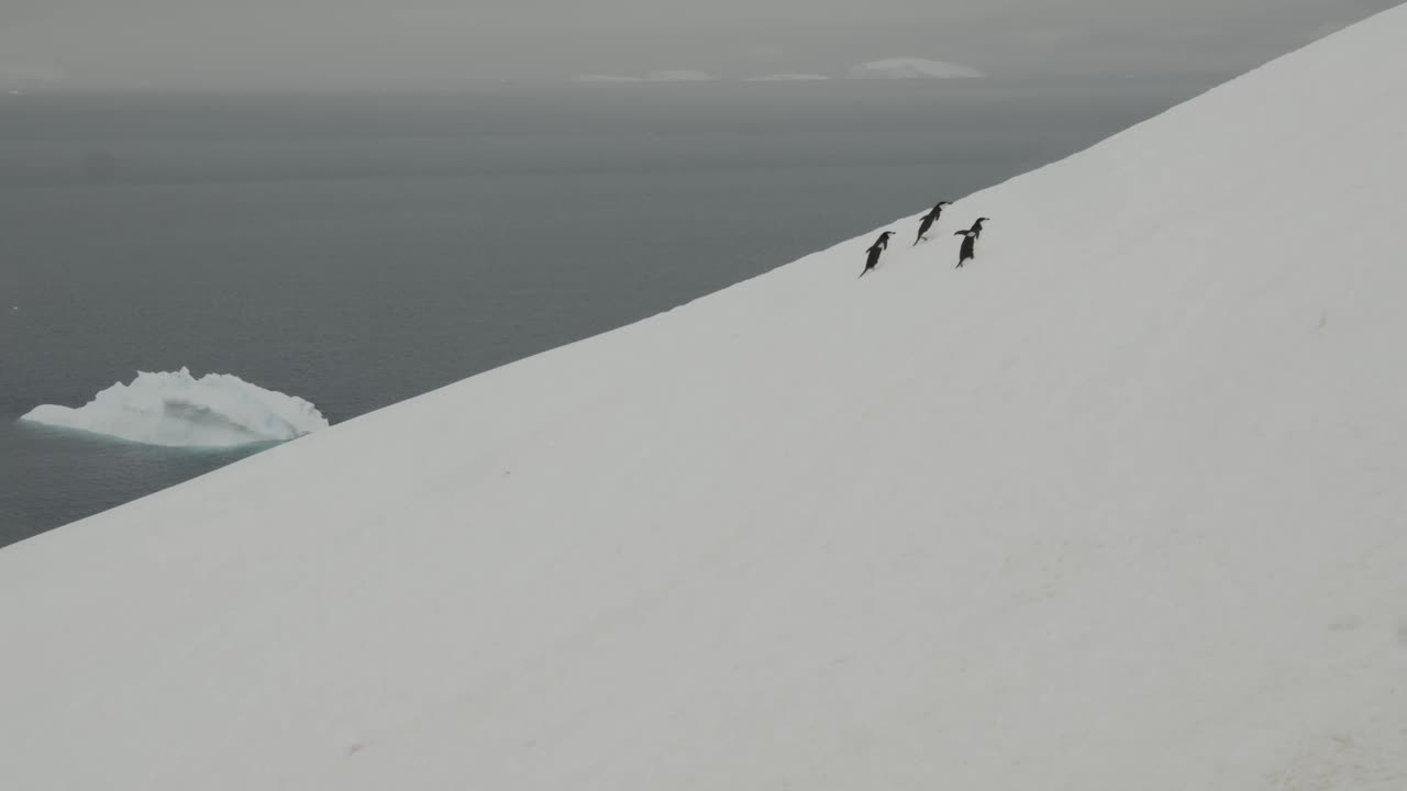 grupo de pingüinos de cinturón caminando por una colina en la nieve de la antártida