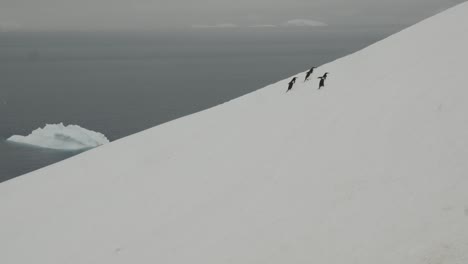 Group on chinstrap penguins walking up a hill in snow Antarctica