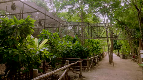 spider monkeys in a cage in the middle of the jungle in south mexico