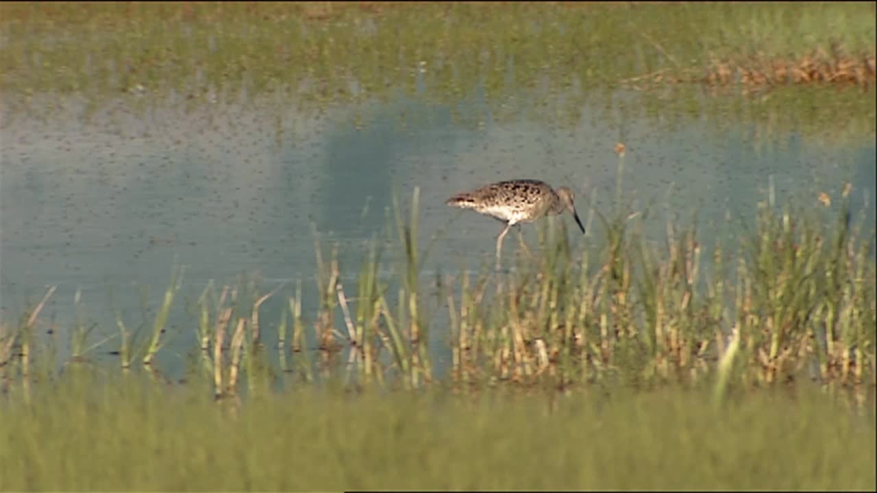 Amerikansk Spove (Tringa Semipalmata) går i lavt vand 2013