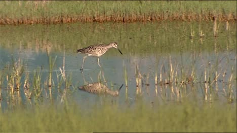 Willet-(tringa-Semipalmata)-Im-Flachen-Wasser-Spazieren-2013