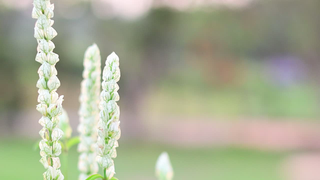 정원에서 꽃이 피는 꽃의 클로즈업