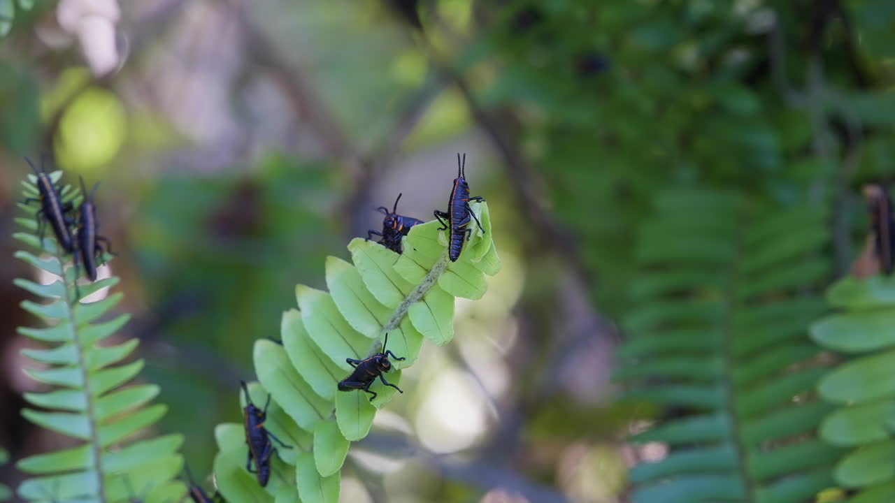 Fully Grown Florida Lubber Grasshoppers On Green Fern Leaves Consuming The Plant As It Gently Blows Around In the Wind. static shot