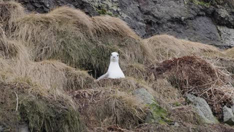 Northern-fulmar-pair-nest-place-on-cliff,-one-fly-away-to-find-food,-Iceland