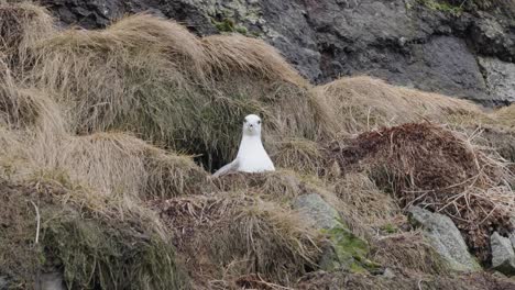 el par de fulmares del norte anidan en el acantilado, uno vuela lejos para encontrar comida, islandia