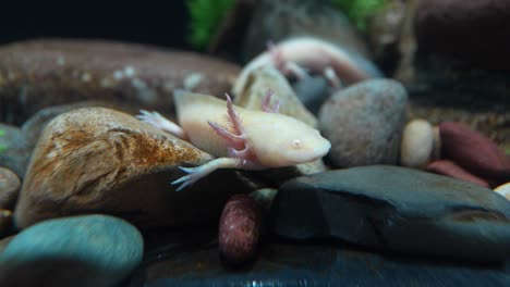 axolotl, una salamandra mexicana que vive en varios lagos de la ciudad de méxico, especialmente el lago xochimilco