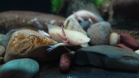 axolotl, a mexican salamander that lives in several lakes in mexico city, especially lake xochimilco