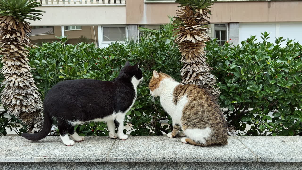 猫が日中、都市部の茂み近くの石垣に座り、周囲の面白い動きに目を凝らしている。