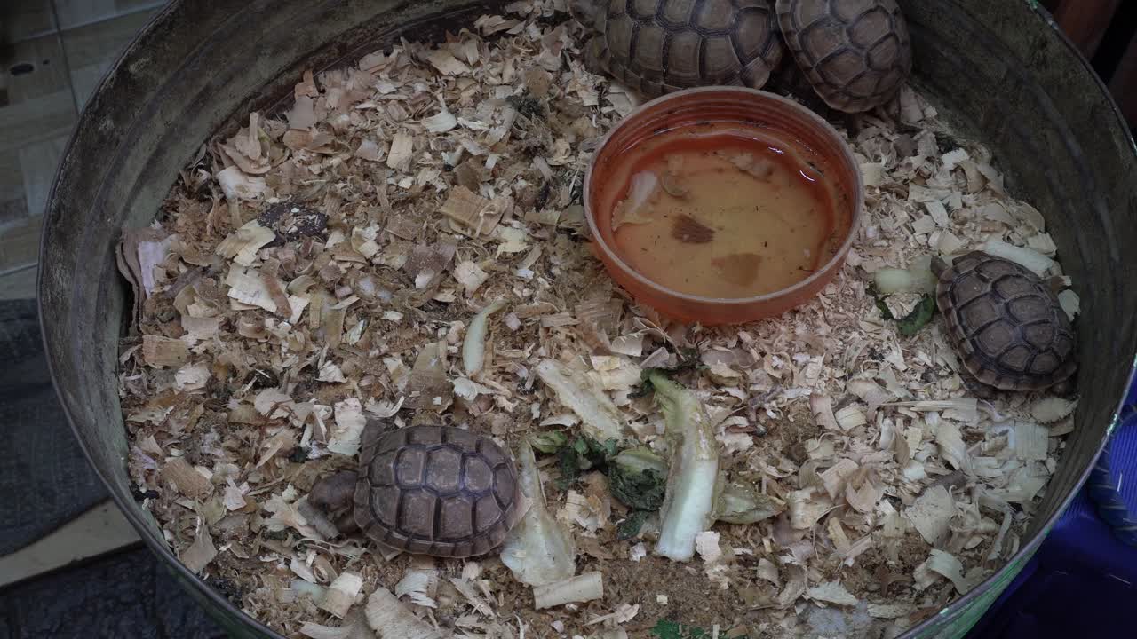 We see several turtles walking in a metal tray with some greenery and a bowl of water. Really cool perspective