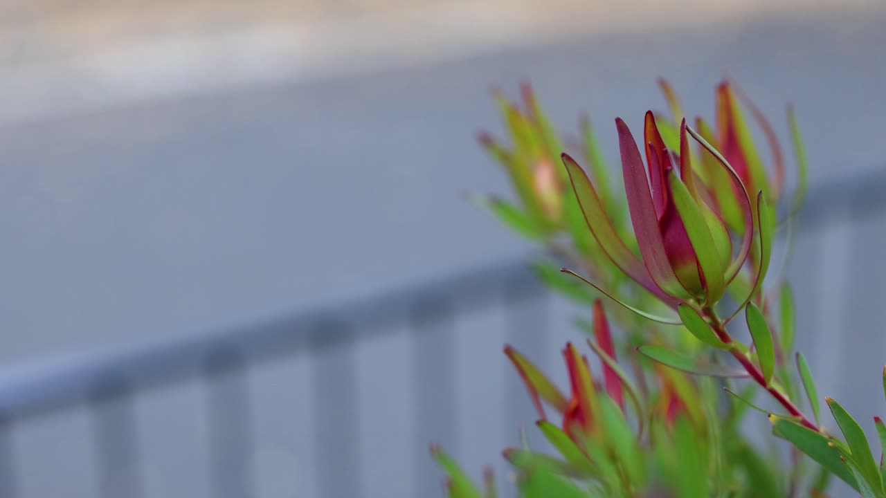 배경이 흐릿한 레우카덴드론 꽃