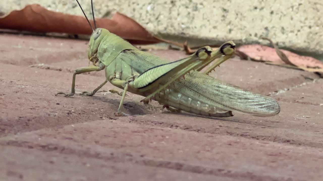 Primo Piano di una Cavalletta su Pavimentazione in Mattoni