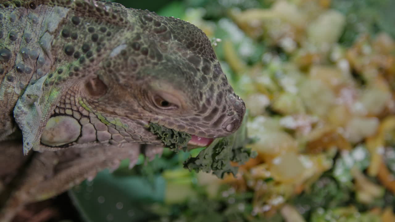Cute green iguana chowing down on salad