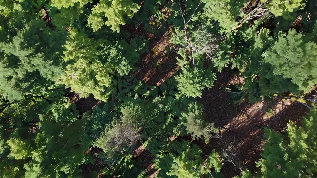 Aerial top-down video view of a lush green forest, showcasing dense tree canopies and sunlight