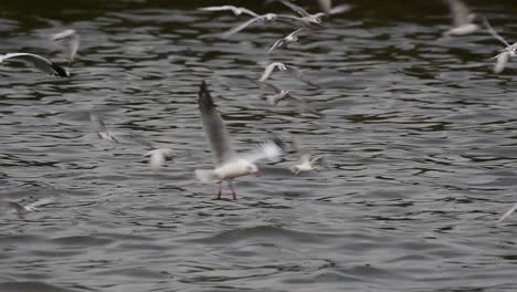 Seeschwalben-Und-Möwen,-Die-Nach-Nahrung-Suchen,-Sind-Wandernde-Seevögel-Nach-Thailand,-Die-Im-Kreis-Herumfliegen-Und-Abwechselnd-Nach-Nahrung-Suchen,-Die-Auf-Dem-Meer-Am-Kai-Des-Bangpu-freizeitzentrums-Schwimmt