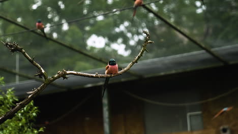 a vogel bird sitting on a thin branch of tree with blurred background of greenery of trees