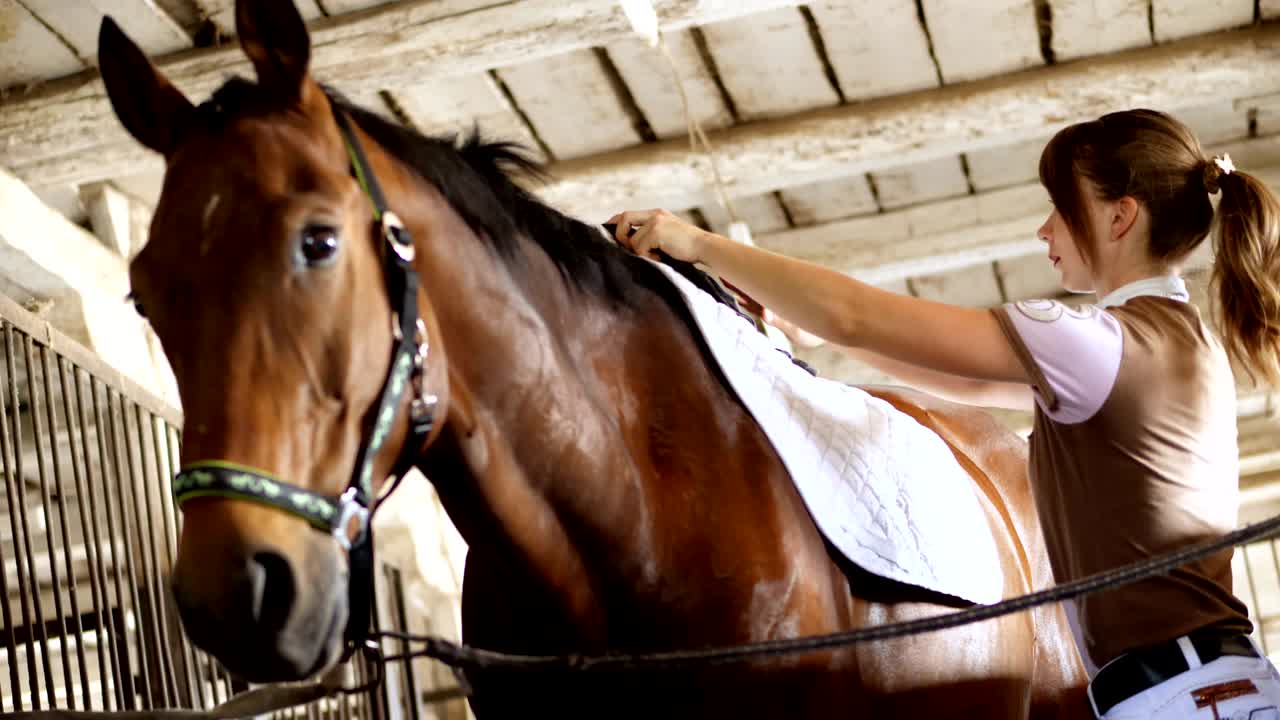 estábulo, uma moça cavaleira em roupas de equitação coloca um suporte para uma sela e uma sela para cavalgar, nas costas de um cavalo jovem castanho bonito, um garanhão de pura raça