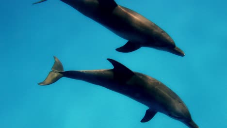 a pair of bottlenose dolphins elegantly traversing the ocean - underwater shot