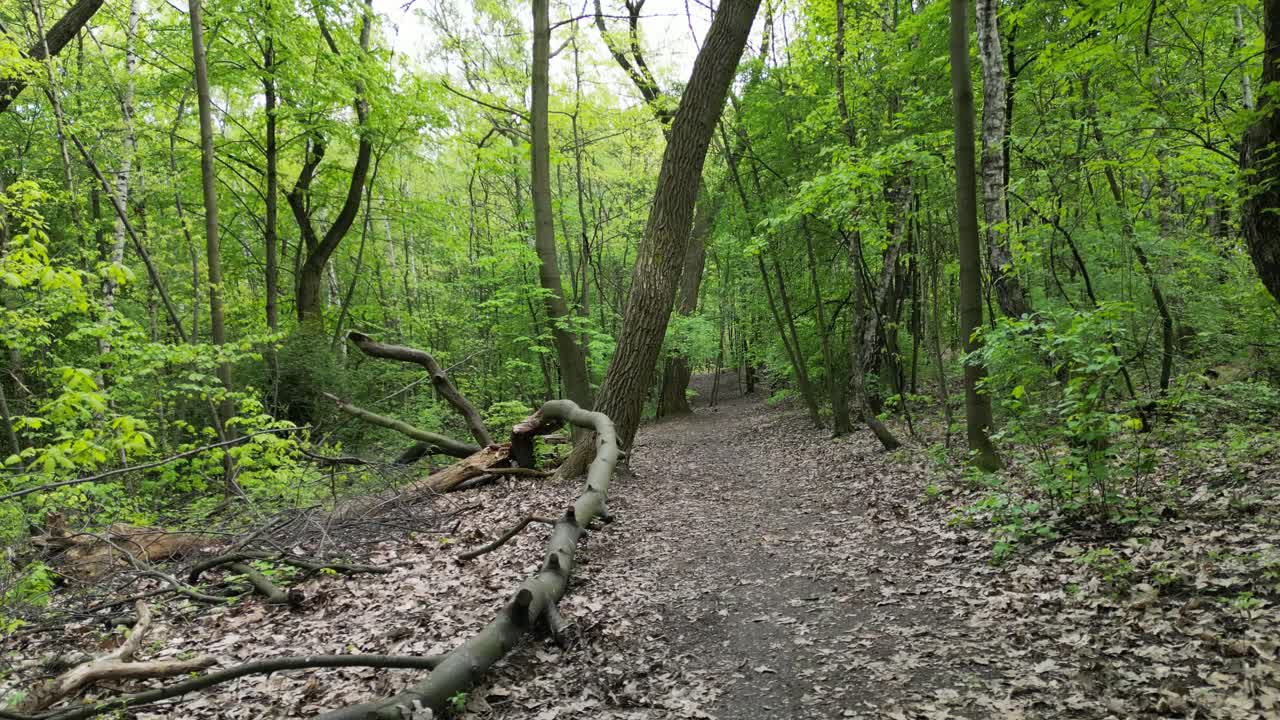 caminando por un bosque verde y pacífico durante un hermoso día de verano con vegetación exuberante, hierba, hojas y árboles