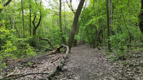 Walking-peaceful-green-forest-during-a-beautiful-summer-day-with-lush-greenery,-grass,-leaves-and-trees