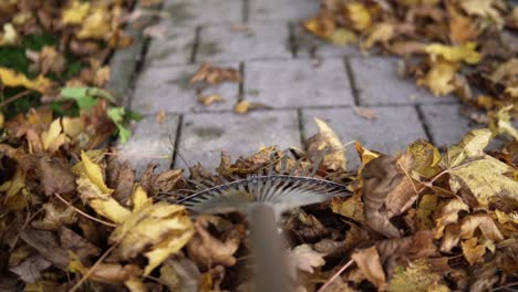 pov shot of raking leaves that have fallen of a tree from the side walk in fall