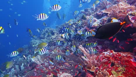 abundant marine life and zebra fish getting cleaned at a coral reef cleaning station