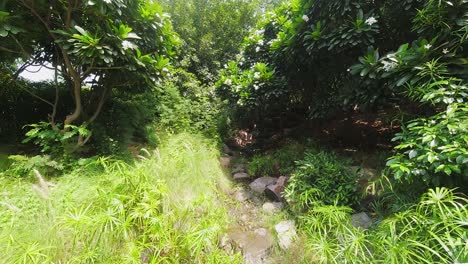 time-lapse of undergrowth with bright green bushes in india