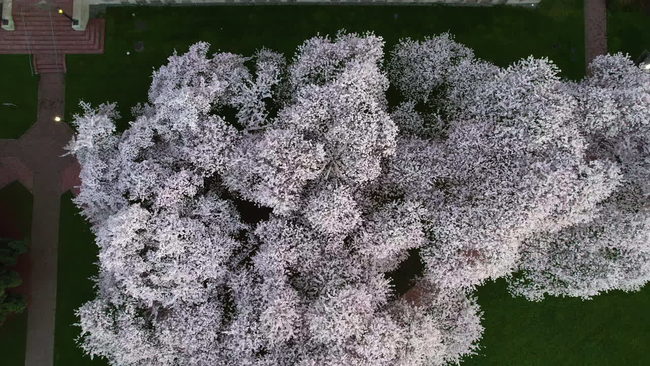 봄 아침에 다채로운 체리 나무 위에서 찍은  다운 드론