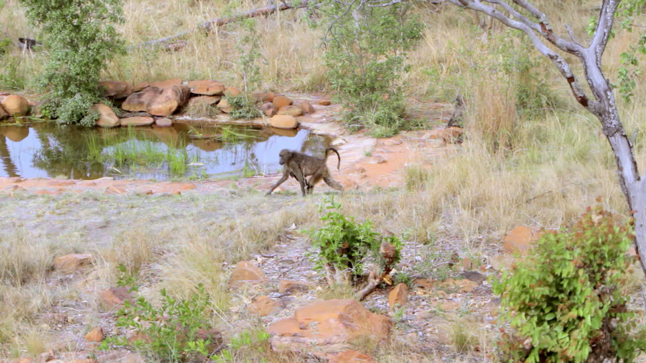 Mother baboon walks trough the South African Bush with a baby hanging on her belly underneath her