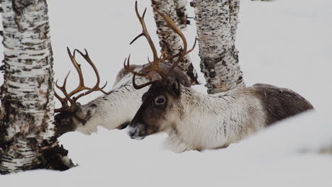 pair of reindeer relaxing on snowy forest during snowfall in winter season