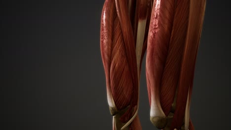 muscular system of human body animation